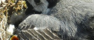 Mama Bachstelze passt auf