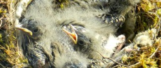 Bachstelzen Nachwuchs